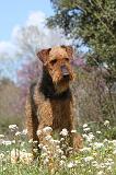 AIREDALE TERRIER 109